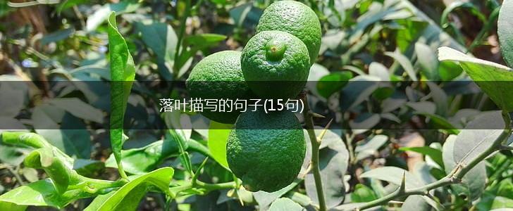 落叶描写的句子(15句),第1张