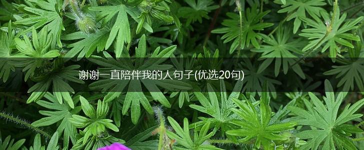 谢谢一直陪伴我的人句子(优选20句),第1张