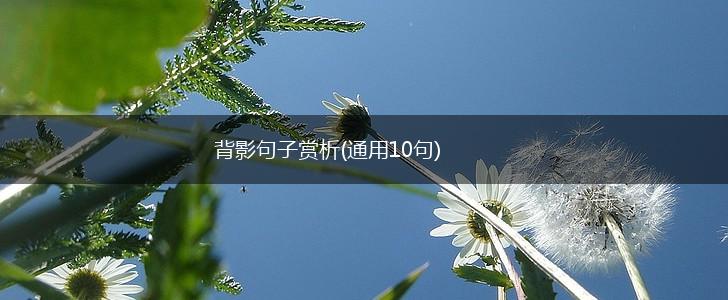 背影句子赏析(通用10句),第1张