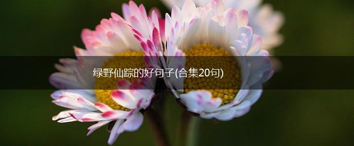 绿野仙踪的好句子(合集20句),第1张