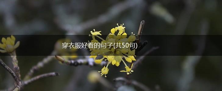 穿衣服好看的句子(共50句),第1张