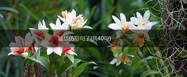 诚信仿写句子(共40句),第1张