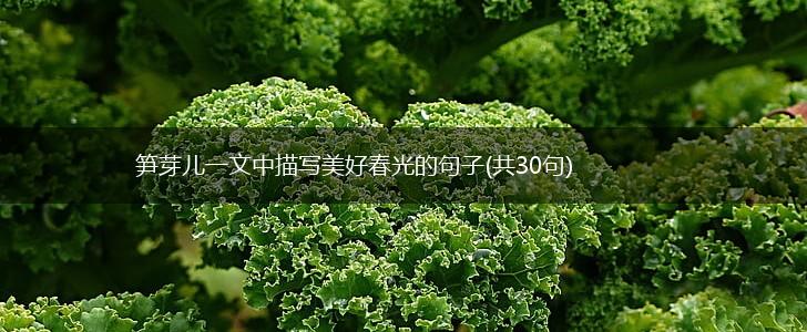 笋芽儿一文中描写美好春光的句子(共30句),第1张