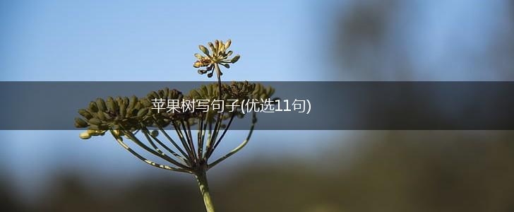 苹果树写句子(优选11句),第1张
