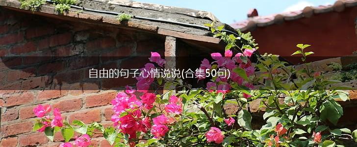 自由的句子心情说说(合集50句),第1张