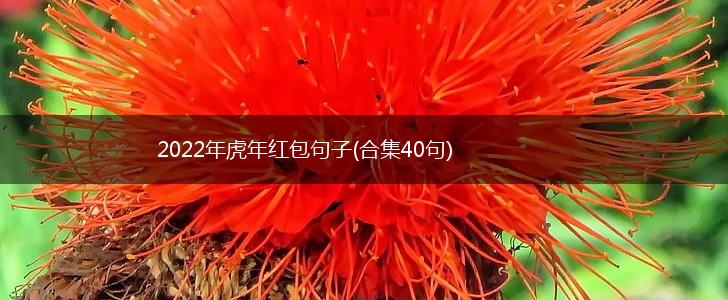 2022年虎年红包句子(合集40句),第1张