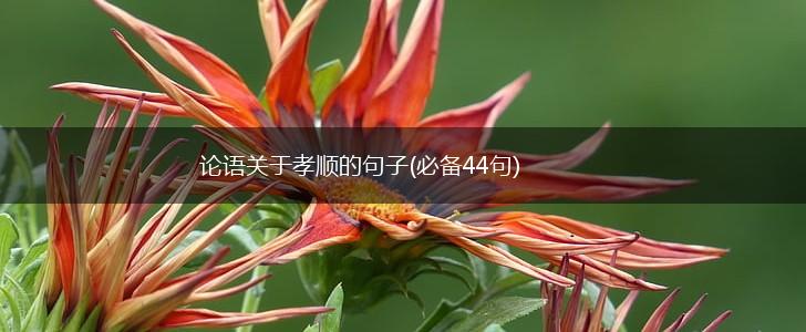 论语关于孝顺的句子(必备44句),第1张