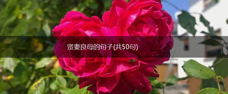 贤妻良母的句子(共50句),第1张