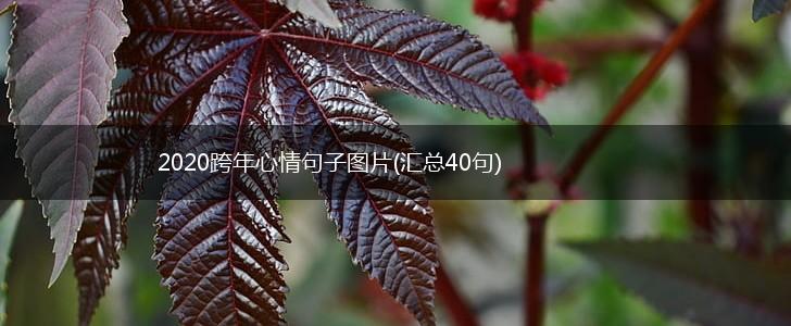 2020跨年心情句子图片(汇总40句),第1张