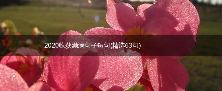 2020收获满满句子短句(精选63句),第1张