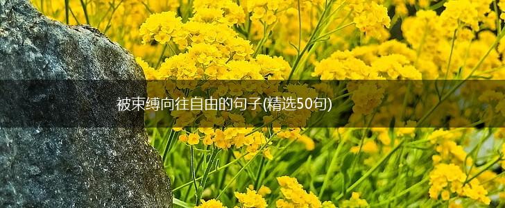 被束缚向往自由的句子(精选50句),第1张