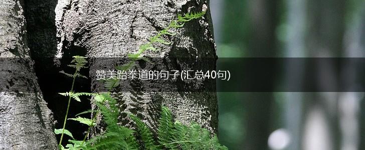 赞美跆拳道的句子(汇总40句),第1张 赞美跆拳道的句子(汇总40句),第1张