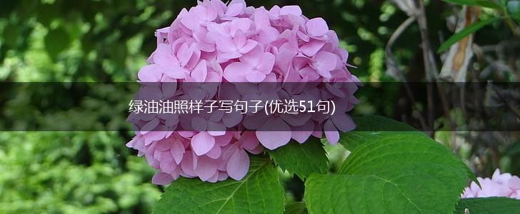 绿油油照样子写句子(优选51句),第1张