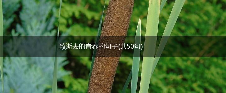 致逝去的青春的句子(共50句),第1张