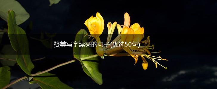 赞美写字漂亮的句子(优选50句),第1张