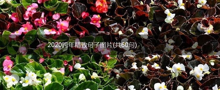 2020跨年精致句子图片(共60句),第1张