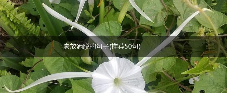 豪放洒脱的句子(推荐50句),第1张