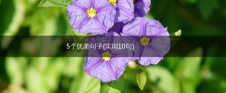 5个优美句子(实用10句),第1张