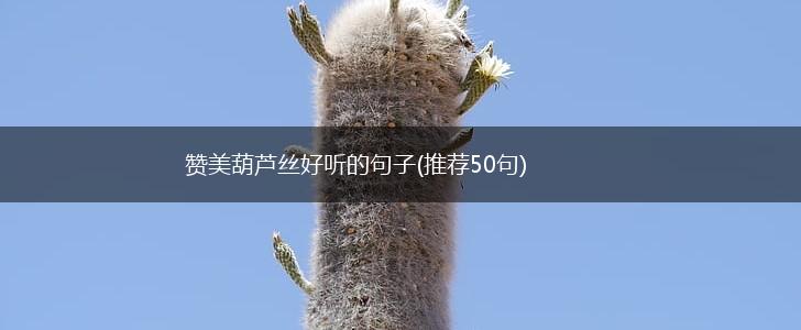赞美葫芦丝好听的句子(推荐50句),第1张
