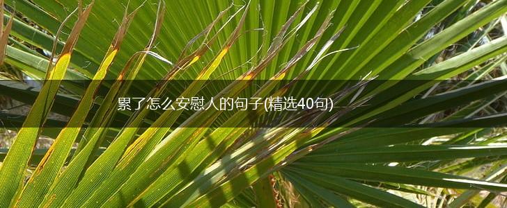 累了怎么安慰人的句子(精选40句),第1张