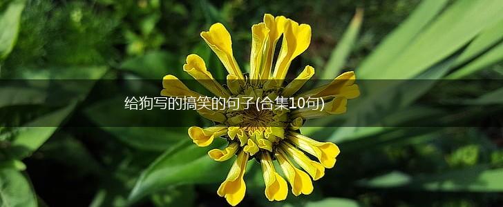 给狗写的搞笑的句子(合集10句),第1张