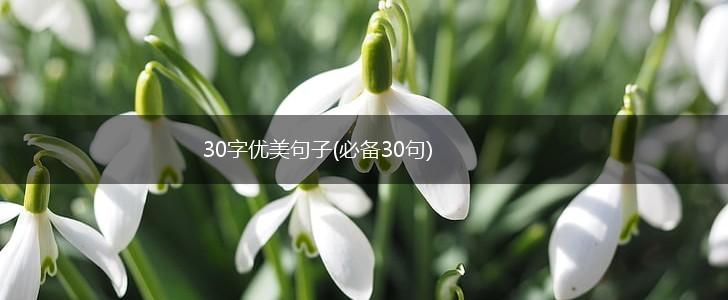 30字优美句子(必备30句),第1张