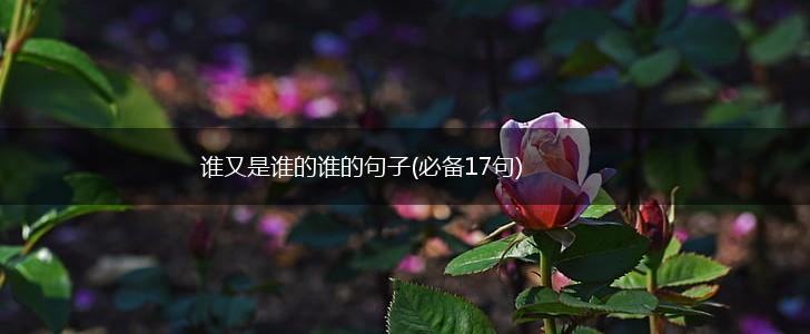 谁又是谁的谁的句子(必备17句),第1张