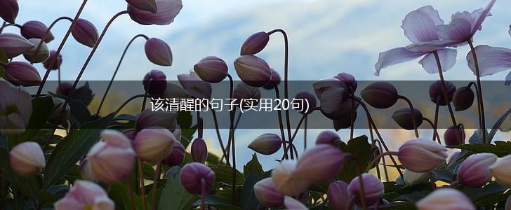 该清醒的句子(实用20句),第1张