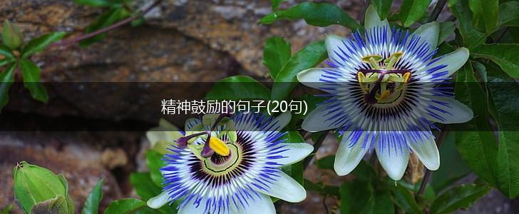 精神鼓励的句子(20句),第1张
