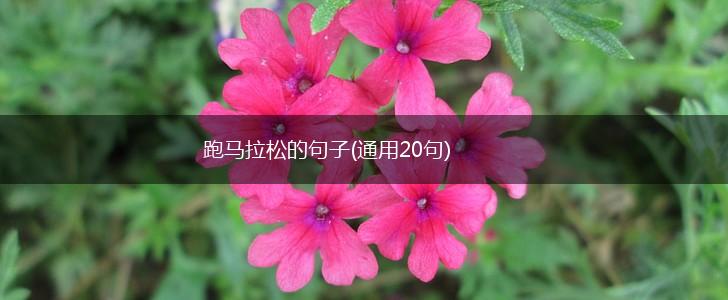 跑马拉松的句子(通用20句),第1张