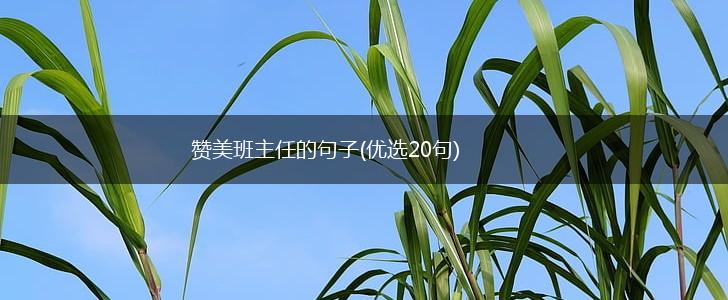 赞美班主任的句子(优选20句),第1张