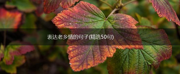 表达老乡情的句子(精选50句),第1张