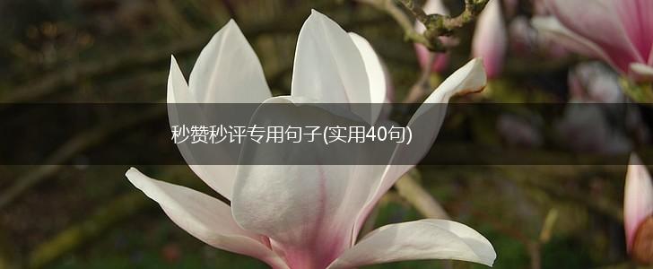 秒赞秒评专用句子(实用40句),第1张