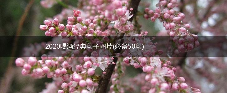 2020喝酒经典句子图片(必备50句),第1张