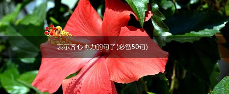 表示齐心协力的句子(必备50句),第1张