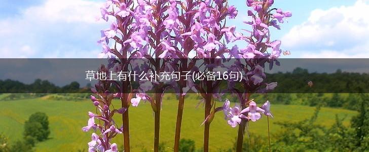 草地上有什么补充句子(必备16句),第1张