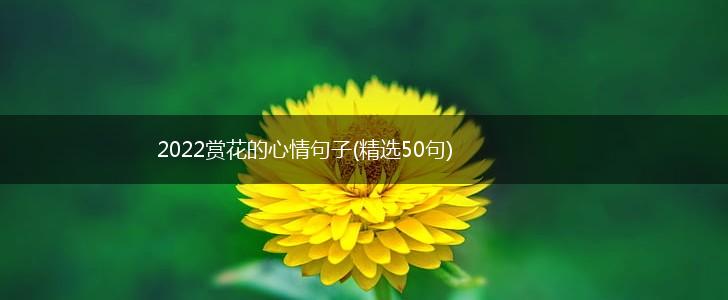 2022赏花的心情句子(精选50句),第1张