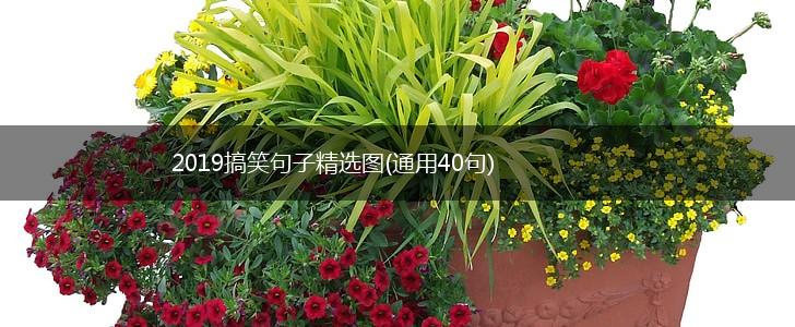 2019搞笑句子精选图(通用40句),第1张