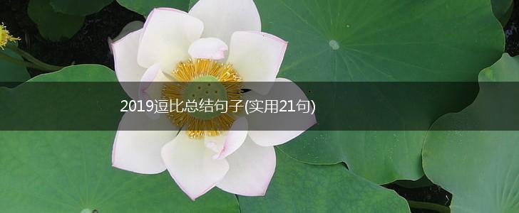 2019逗比总结句子(实用21句),第1张