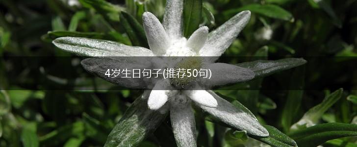 4岁生日句子(推荐50句),第1张