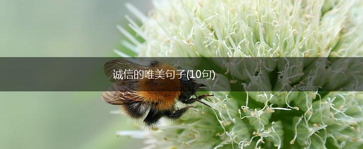 诚信的唯美句子(10句),第1张