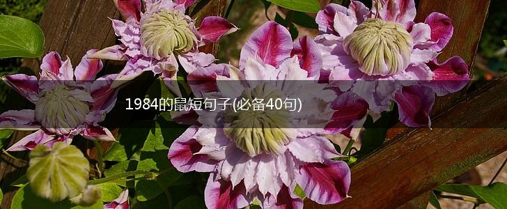 1984的鼠短句子(必备40句),第1张