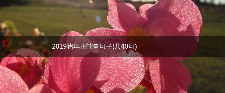 2019猪年正能量句子(共40句),第1张
