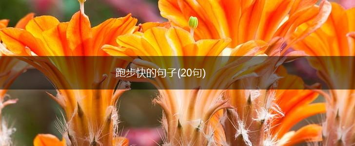 跑步快的句子(20句),第1张