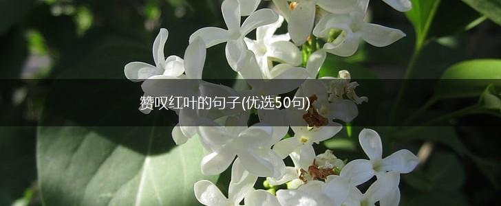 赞叹红叶的句子(优选50句),第1张