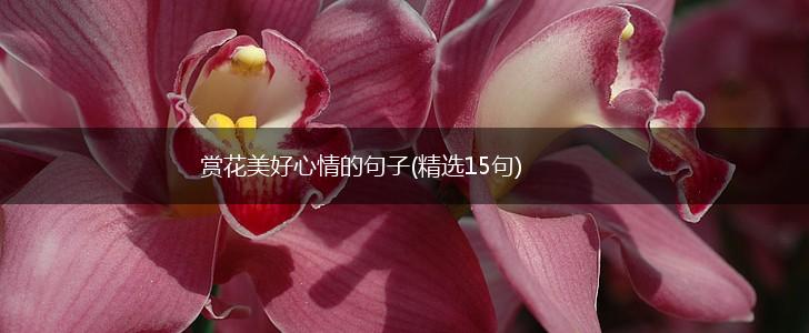 赏花美好心情的句子(精选15句),第1张