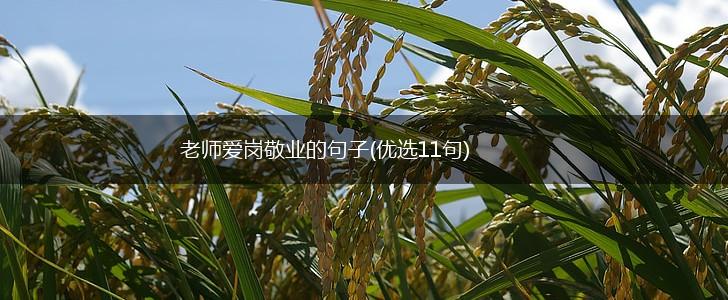 老师爱岗敬业的句子(优选11句),第1张