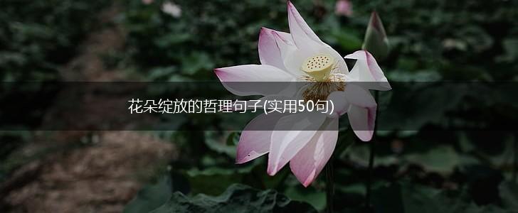 花朵绽放的哲理句子(实用50句),第1张