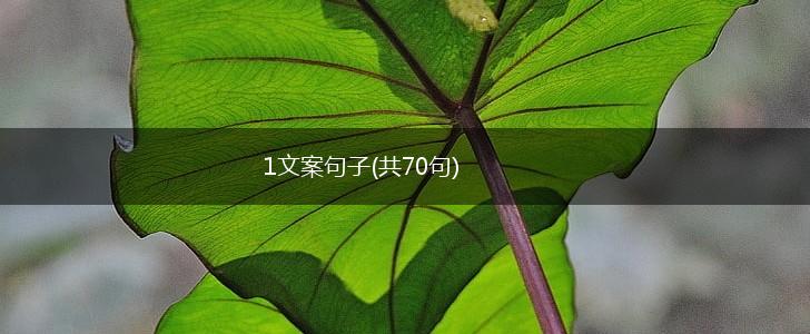 1文案句子(共70句),第1张
