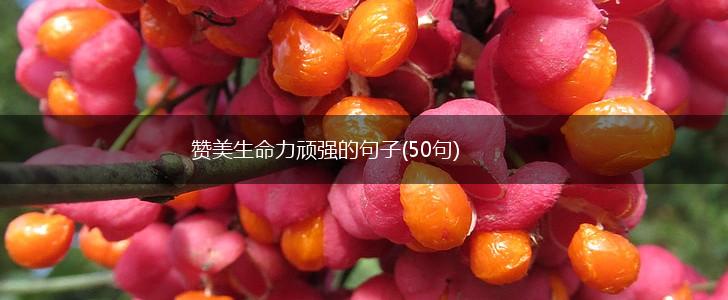 赞美生命力顽强的句子(50句),第1张